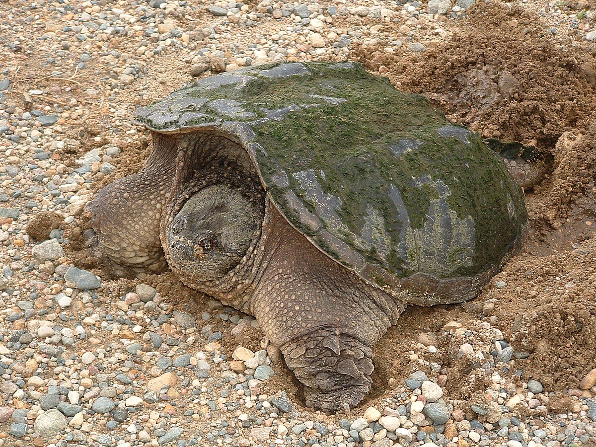 Хвост черепахи