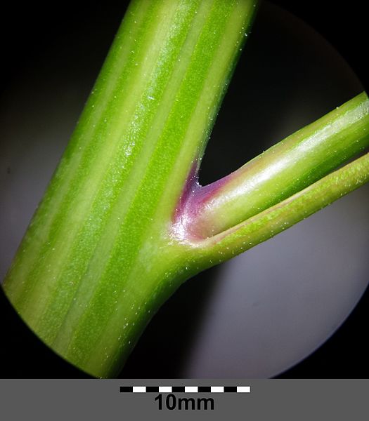 File:Chenopodium ficifolium subsp. ficifolium sl15.jpg