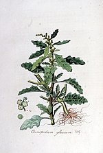 Chenopodium glaucum — Flora Batava — Volume v5.jpg