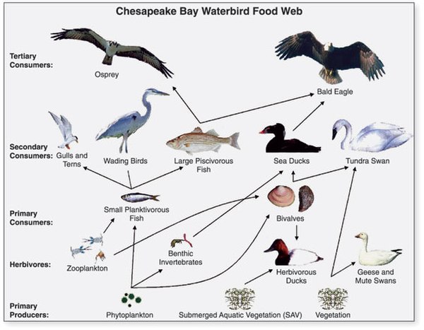 This food web of waterbirds from Chesapeake Bay is a network of food chains