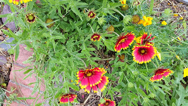 File:Chihuhuan Desert Gardens and flowers at UTEP 2015 07.jpg