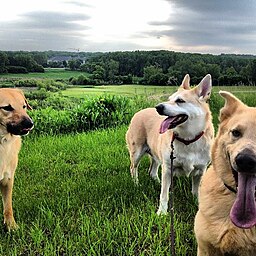 Chinook dogs