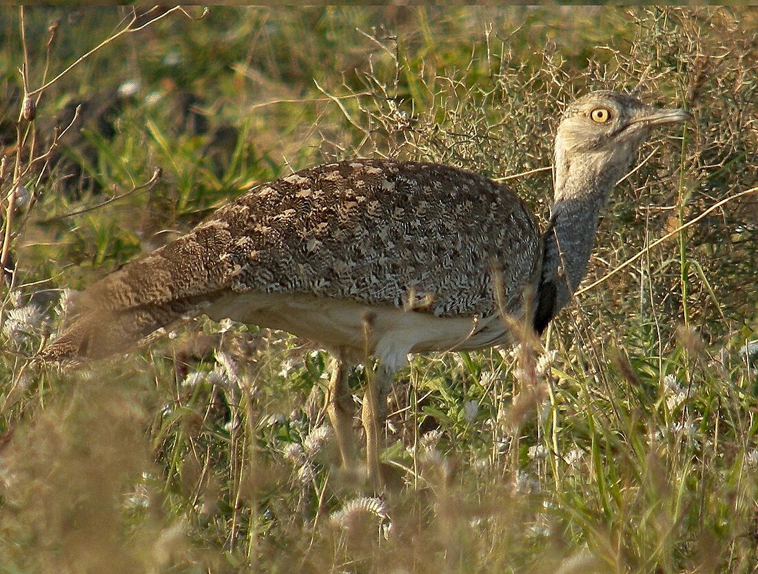 File:Chlamydotis undulata fuertaventurae 3.jpg