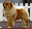 Chow-chow en Tallin.JPG