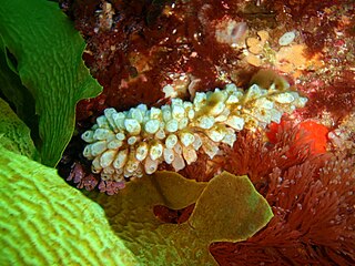 <i>Clavelina cylindrica</i> Species of sea squirt