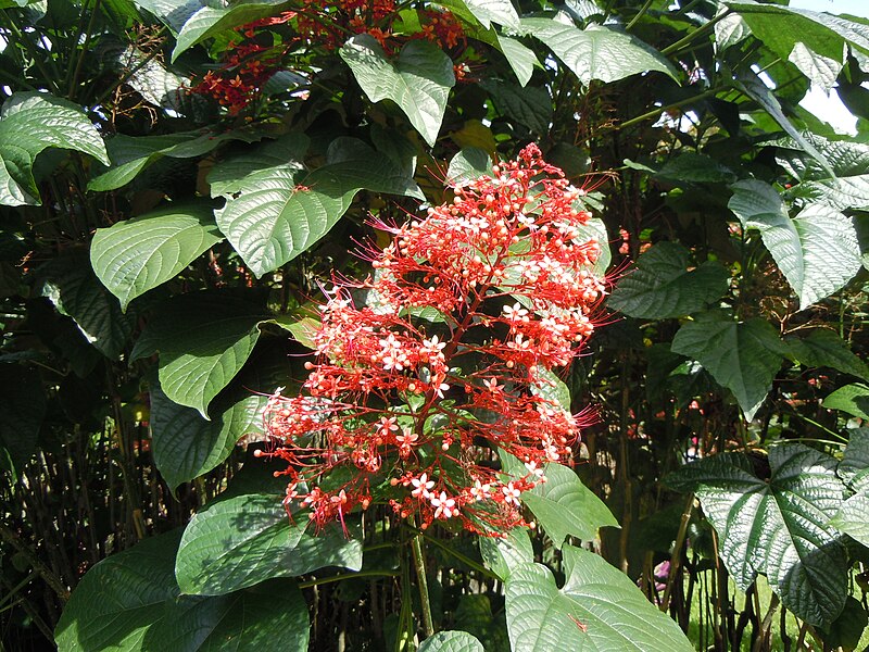 File:Clerodendrum paniculatum - Jardin botanique de Deshaies.JPG