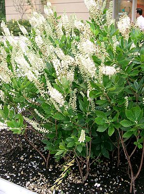 Alder-leaved cinnamon (Clethra alnifolia)