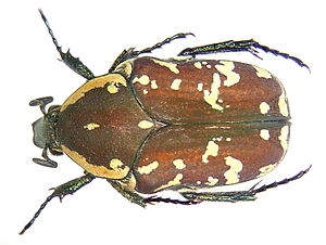 Clinteria confinis Hope, 1831 (3058020759).jpg