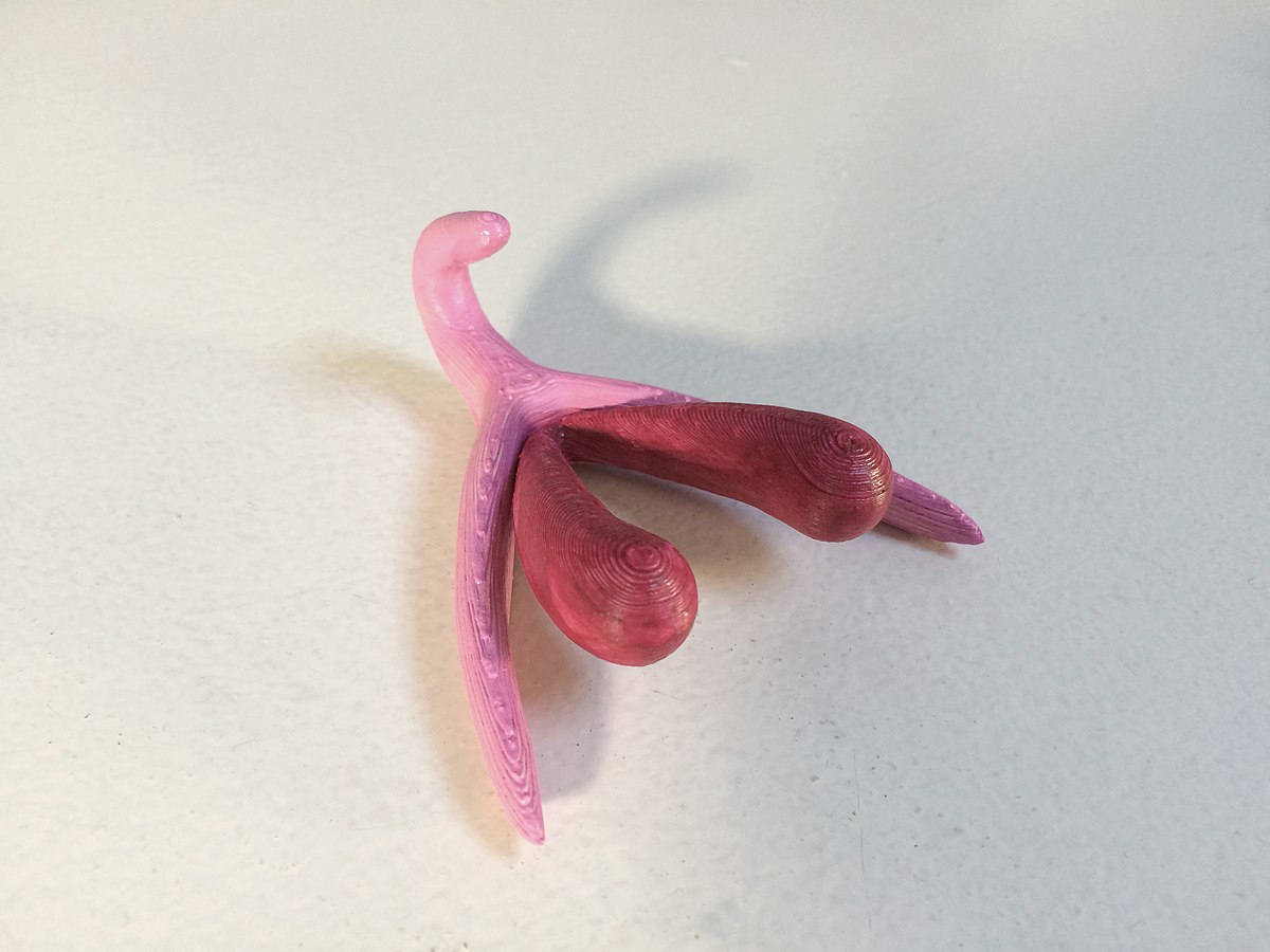 File:Clitoris 3D (v1).jpg.