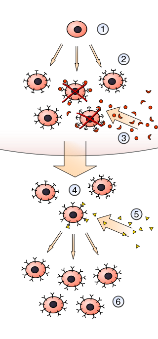 <span class="mw-page-title-main">Clonal selection</span> Model of the immune system response to infection