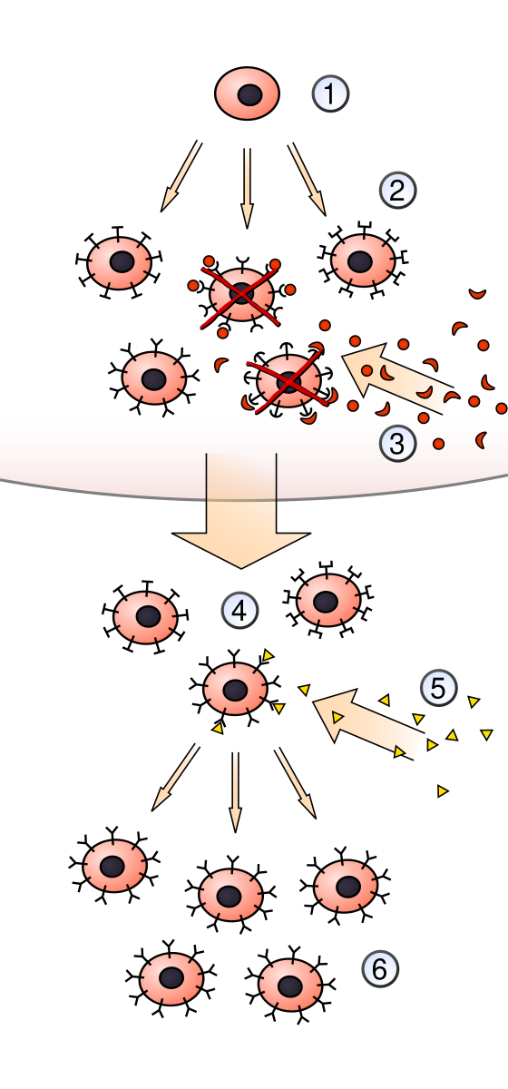 Clonal selection