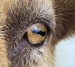 150px Closeup of goat eye