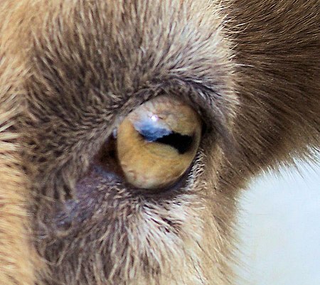 Fail:Closeup of goat eye.jpg