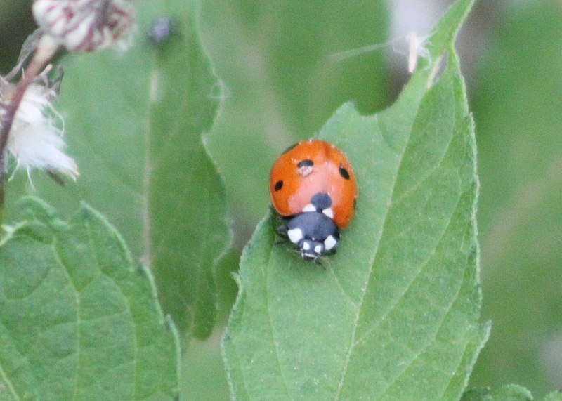 File:Coccinella septempunctata 191796731.jpg