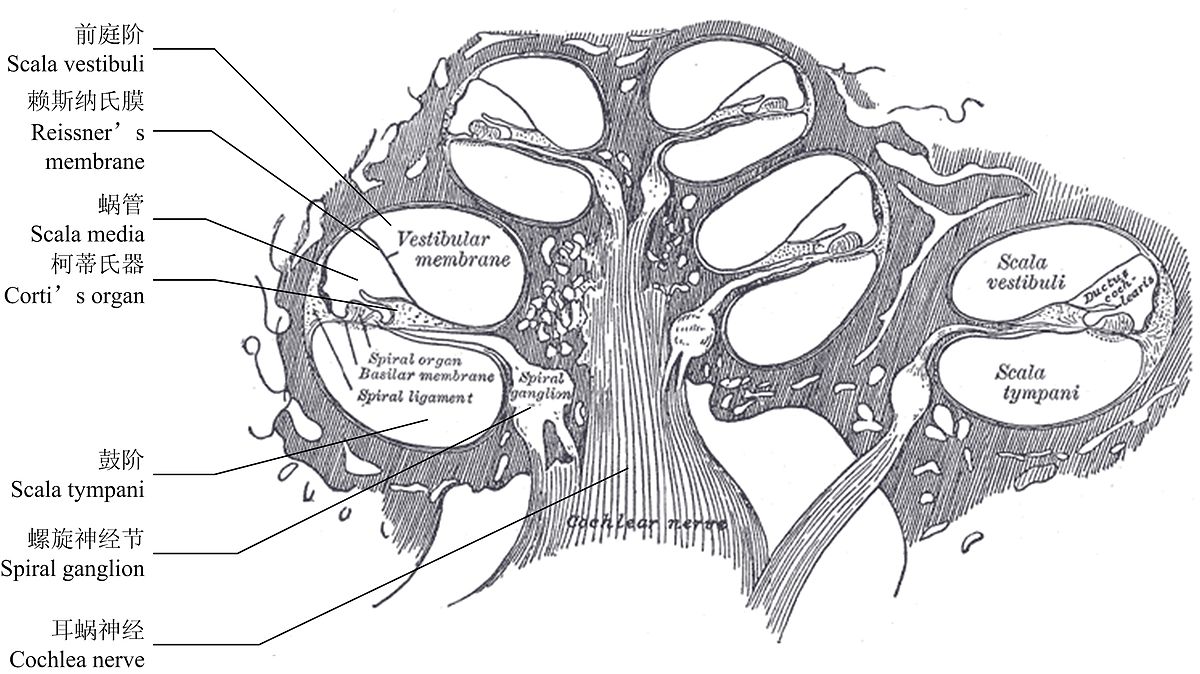 Modiolus анатомия