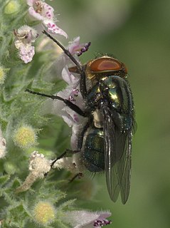 <i>Cochliomyia macellaria</i> Species of fly