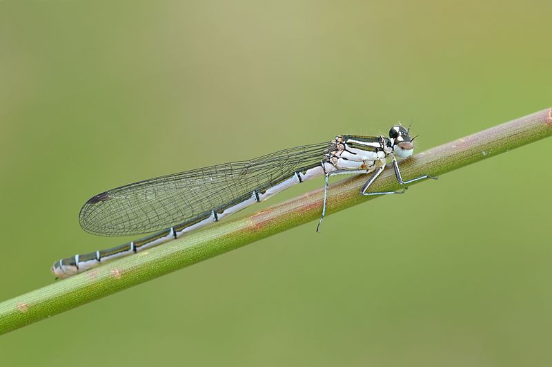 File:Coenagrion hastulatum female (5902893676).jpg