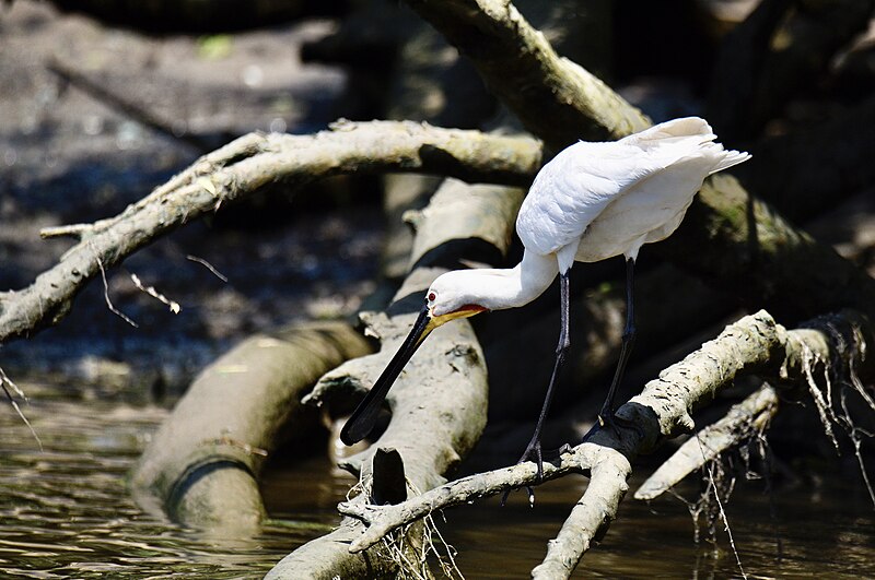 File:Colhereiro-europeu, Eurasian Spoonbill (50025384951).jpg