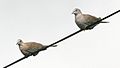 Collared Dove (Streptopelia decaocto) (1).JPG