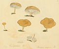 Plate 210. An agaric