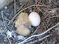 * Nomination A chick and an egg in a nest of Columba livia domestica (pidgeon), in La Virgen del Camino (municipality of Valverde de la Virgen, León, Spain). --Drow male 08:21, 18 April 2019 (UTC) * Decline  Oppose It lacks detail, not a QI to me, sorry --Poco a poco 17:46, 18 April 2019 (UTC)