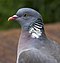 Colour photograph of an adult common wood pigeon in 2011.