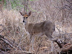 Obična dujker antilopa, Sylvicapra grimmia