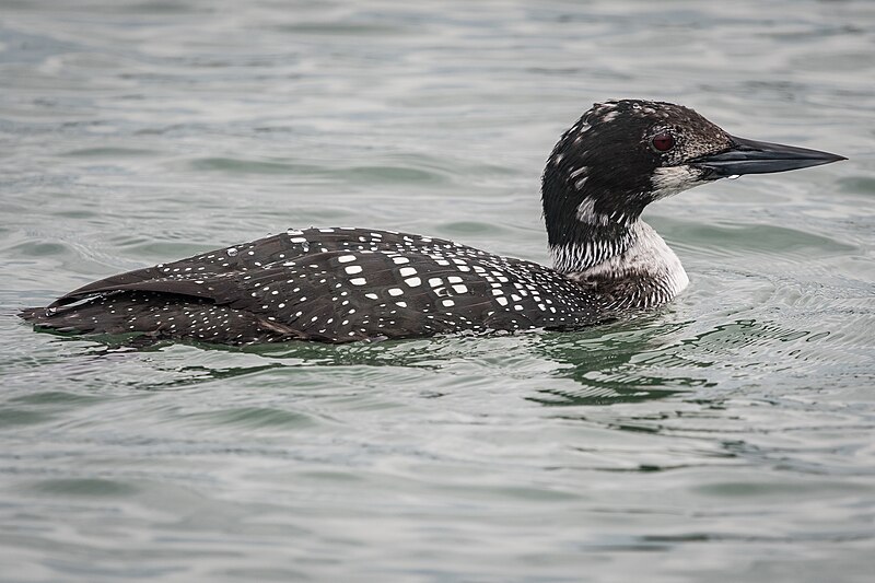 File:Common Loon, breeding adult (33501578750).jpg