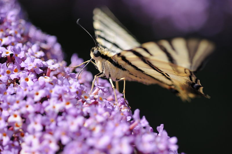 File:ComputerHotline - Iphiclides podalirius (by).jpg