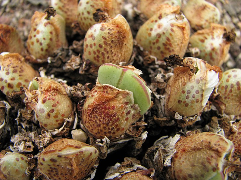 File:Conophytum bilobum var. muscosipapillatum Konofit 2010-06-20 02.jpg