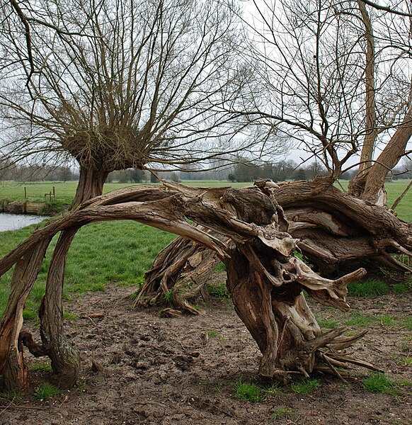 File:Contorted tree by the Stour - geograph.org.uk - 4819530.jpg