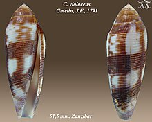 Conus vioaceus 1.jpg