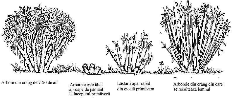 File:Coppice ro.jpg