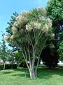 Cordyline australis Cordiline ou drácena