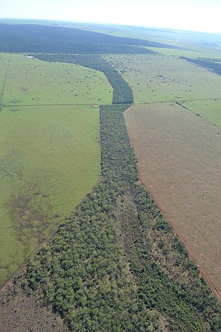 <span class="mw-page-title-main">Wildlife corridor</span> Connecting wild territories for animals