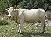 Cow-Wiki-IZE 15042a.jpg