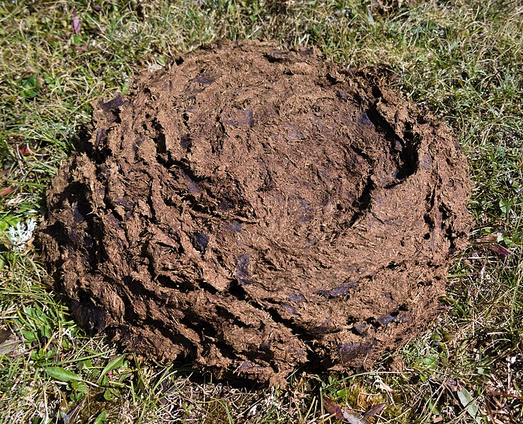 File:Cow feces in Switzerland.jpg