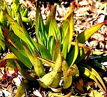 Crassula alba var. alba.jpg