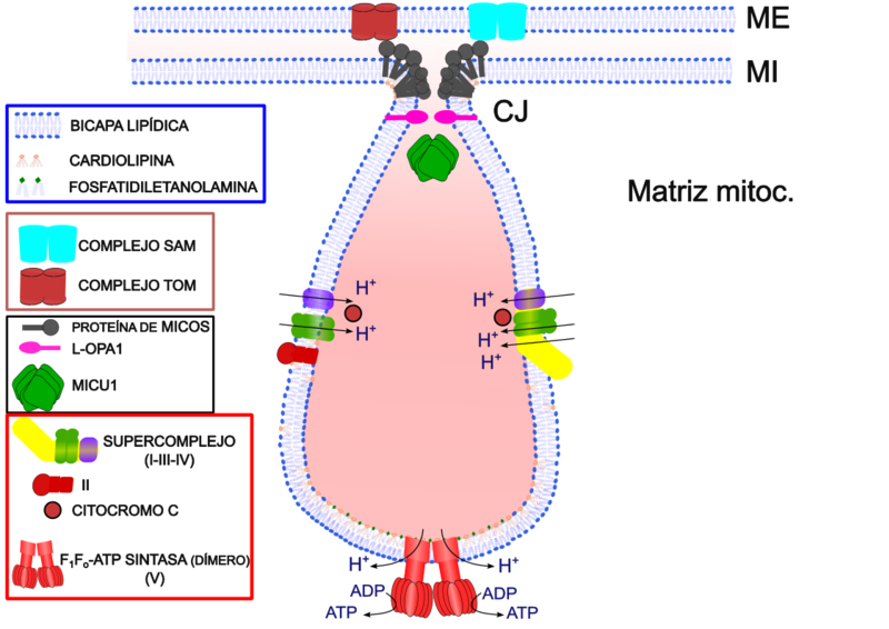 File:Cresta Mitocondrial.png