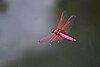 Crimson Marsh Glider (Trithemis aurora) Male in flight.  സിന്ദൂരചിറകൻ ആൺതുമ്പി (28301945857) .jpg