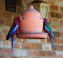 Adult on the left and juvenile on the right. The juvenile retains some green plumage on the wings. Crimson Rosella (Platycercus elegans) -on feeder-2c.jpg