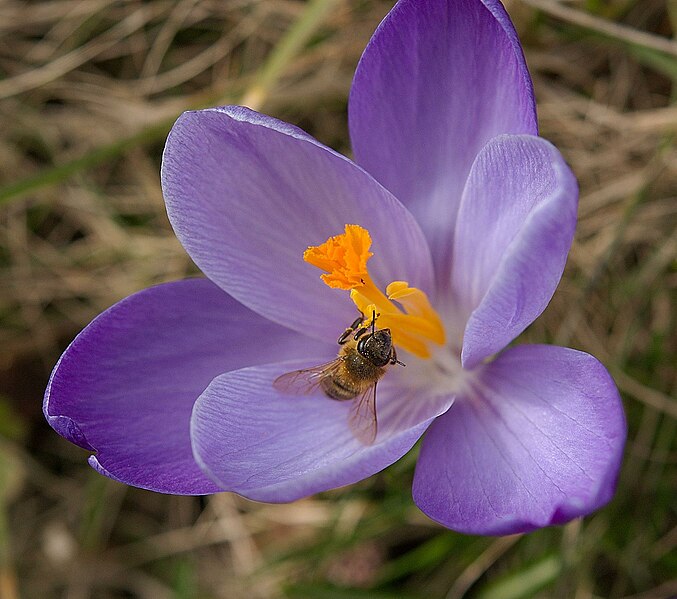 File:Crocus with bee.jpg