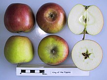 Poikkileikkaus King of the Pippins -pelistä, National Fruit Collection (n. 1972-030) .jpg