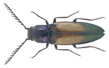 Ctenicera cuprea (Fabricius, 1775) Mužjak (23728368130) .png