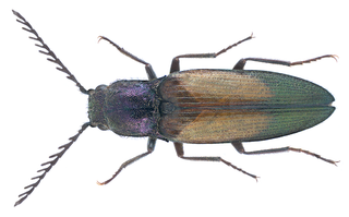 <i>Ctenicera cuprea</i> Species of beetle