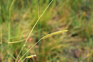 <i>Ctenium aromaticum</i> Species of grass
