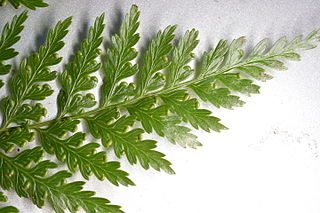 <i>Culcita</i> (plant) Genus of ferns