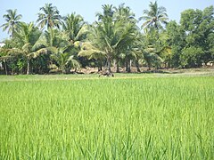 ಸಾಗುವಳಿ/ಕೃಷಿ