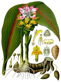 Curcuma zedoaria - Köhler–s Medizinal-Pflanzen-048.jpg