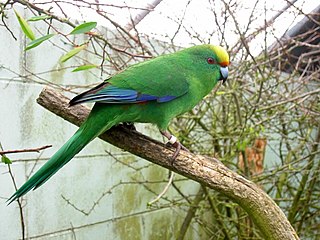 <span class="mw-page-title-main">Malherbe's parakeet</span> Species of New Zealand bird